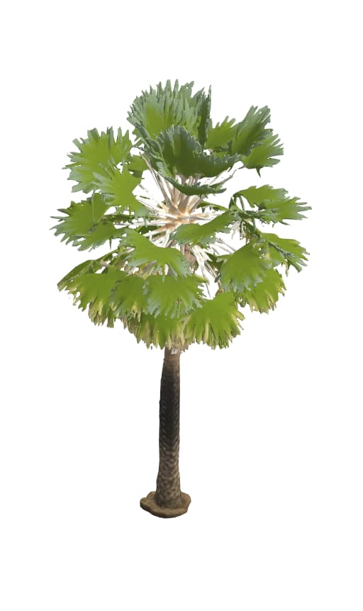 Palma Exotica Palmeira